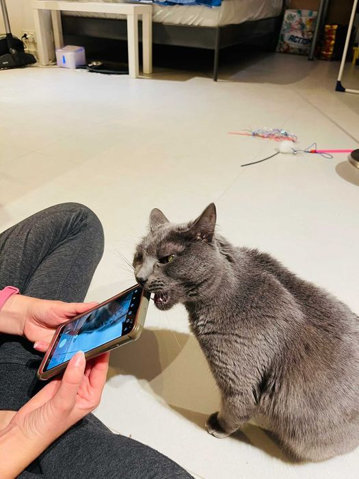 Opieka nad kotem / petsitter / catsitter