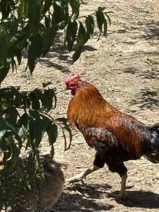 Pintos de varias raças