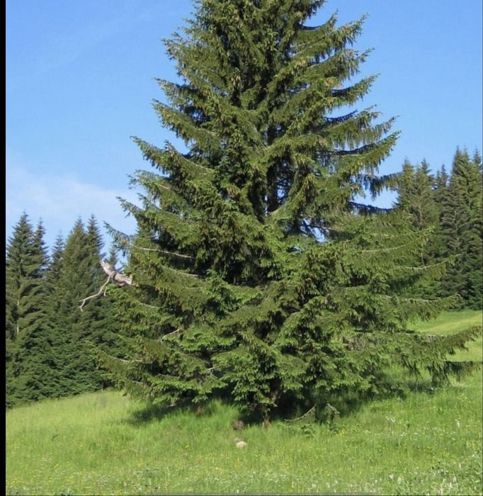 Земля, Романков, Обуховский, озеро, 11 000$ сотка , от 1 га до 2 га