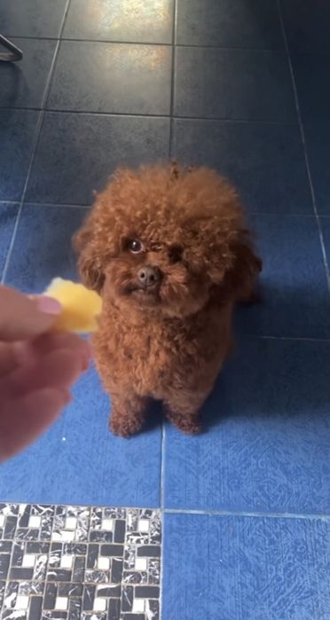 Той пудель Китай мальчик 2 года