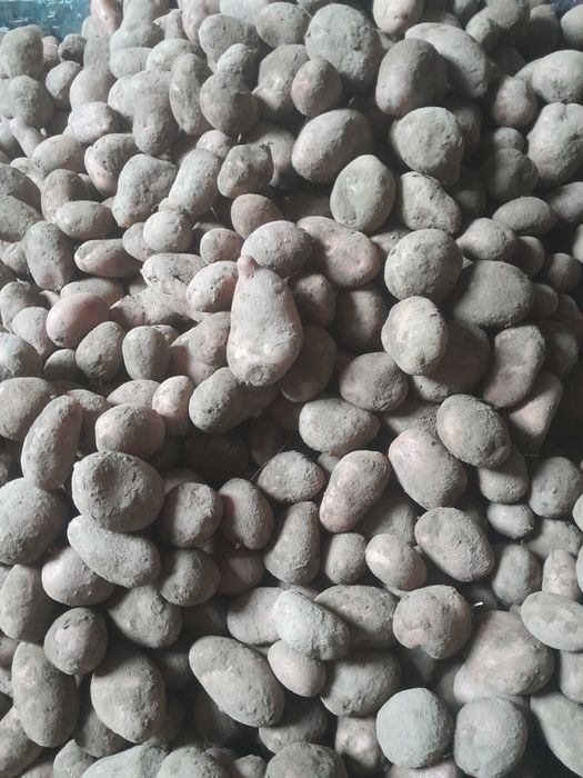 Продам картоплю домашню велику без хімії Бела роса та Тайфун 1 тона