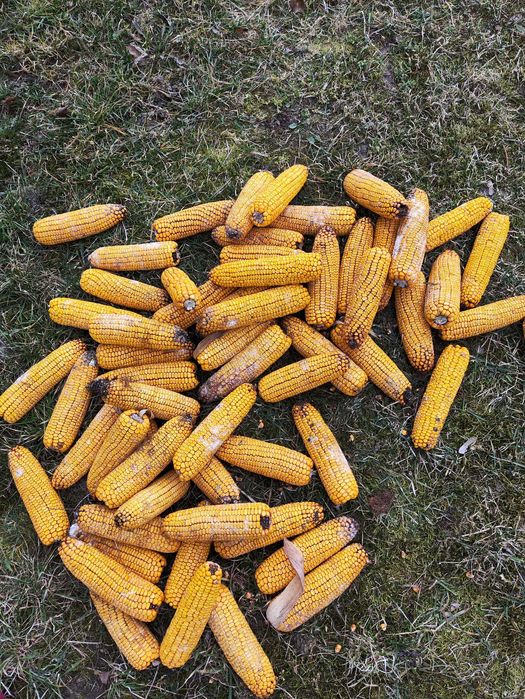 Kolby kukurydzy II Gatunku 50szt Naturalnie suszone + Gratis