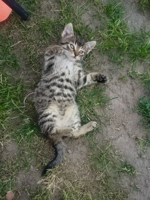 Kociaki szukają domu