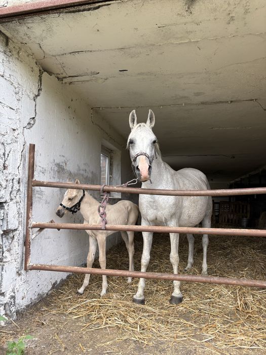 Klacz arabska z klaczką Quaraba