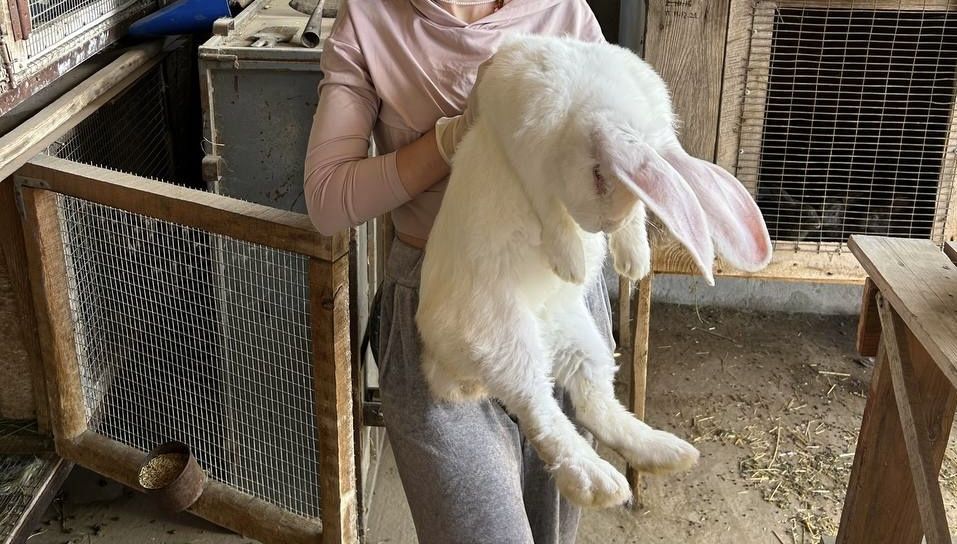 Кролі породи Фландр — Гіганти (Самці, 8 місяців, 7 кг)