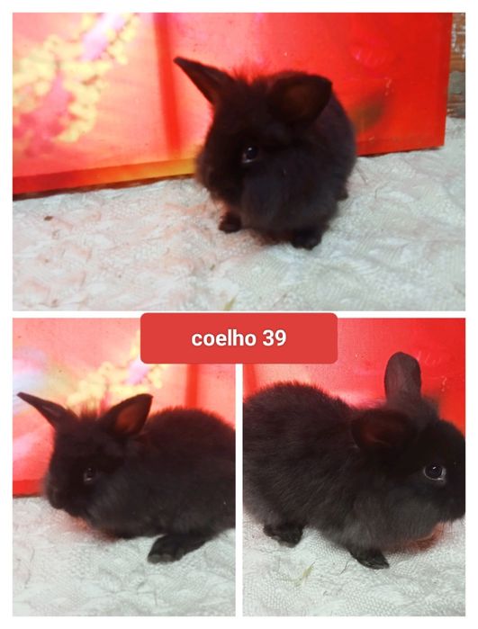 Entrega de coelhos anões em Mangualde