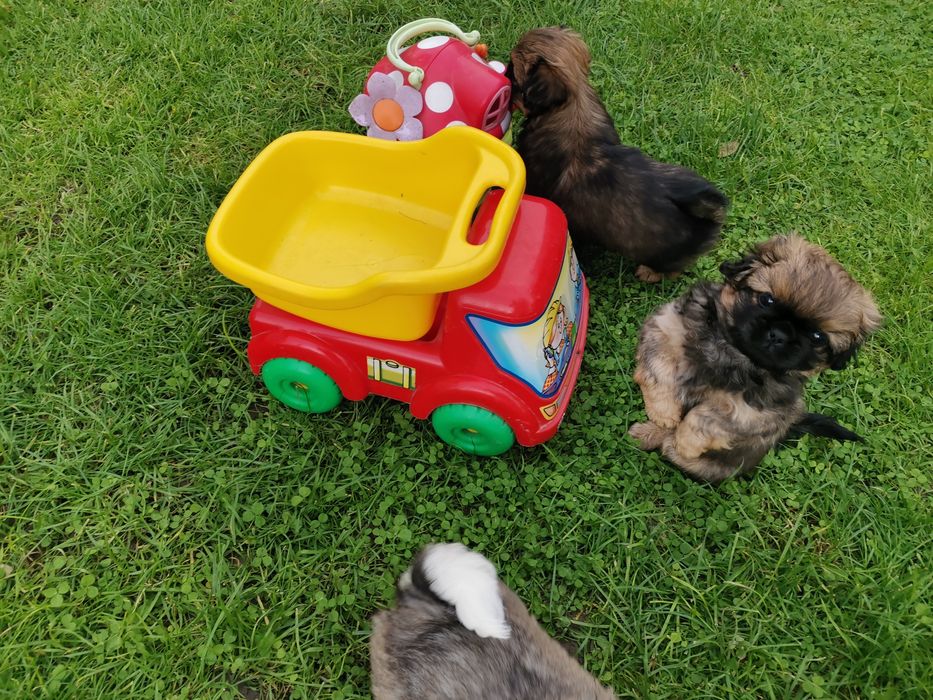 Pekińczyk Szczeniak  Nie Shih Tzu