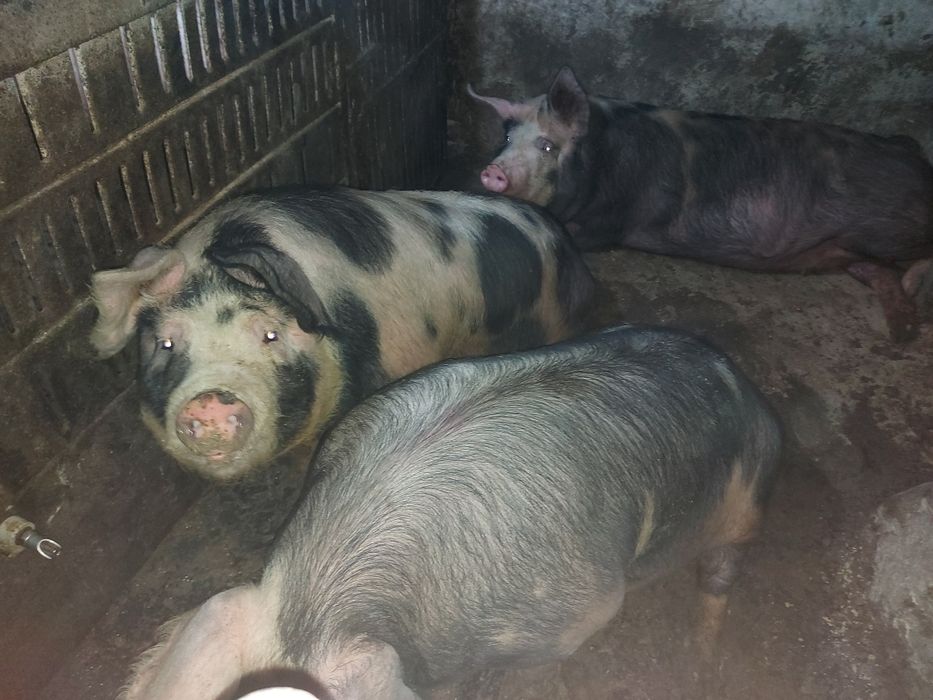 Продам  свині ..договірна 70 грн