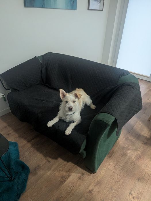 Cão jovem muito sociável, chip, vacinas e castrado