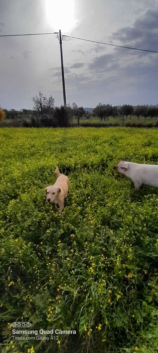 Porco com 10/11 Arrobas