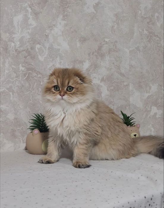 Вислоуха красунечка довгошерстна