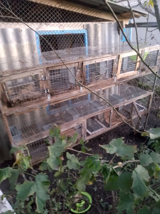 Клітка кроляча 3000