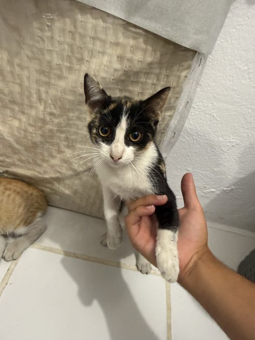 Gatos para adoção responsável