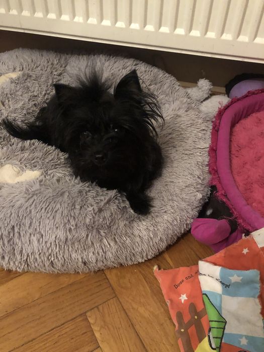 Yorkschire Terrier