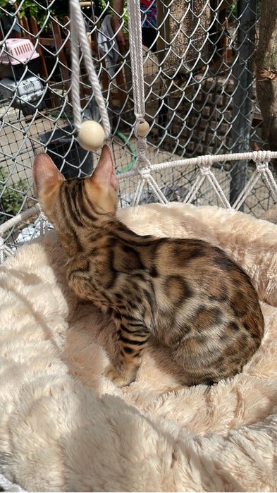 Exemplar gatos bengal