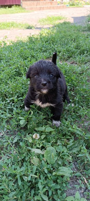 ТЕРМІНОВО цуцики шукають дім