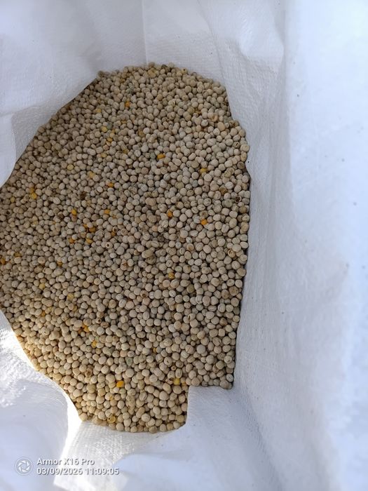 Groch siewny EKOLOGICZNY