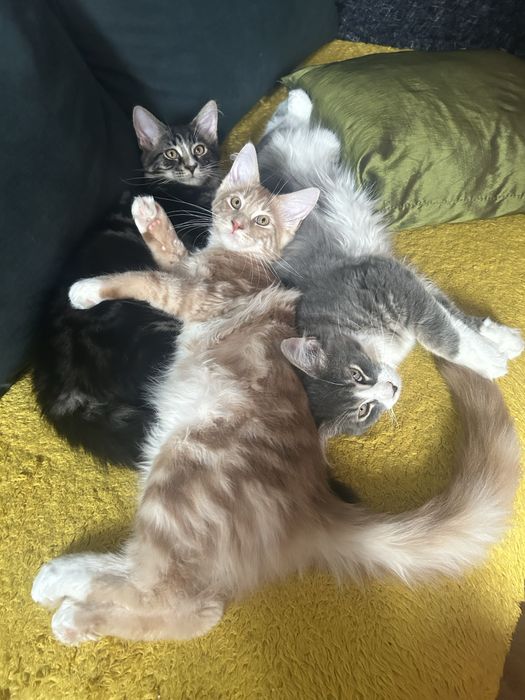 Maine Coon Beżowa Kocica