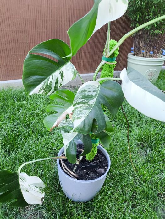 Monstera Variegata