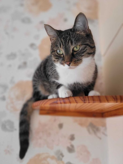 Nunu - kotka z problemami nie może znaleźć domu