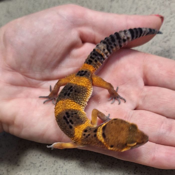 Gekony lamparcie