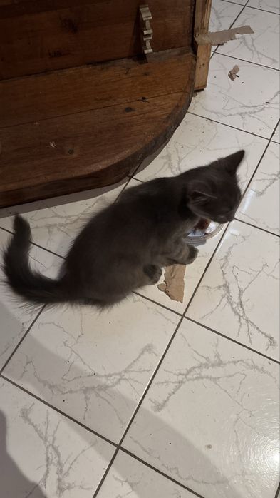 Малыш котенок в добрые руки, мальчик