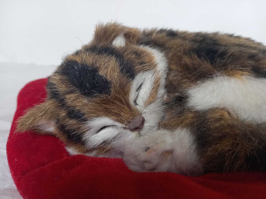 Śpiący kotek na poduszce jak żywy