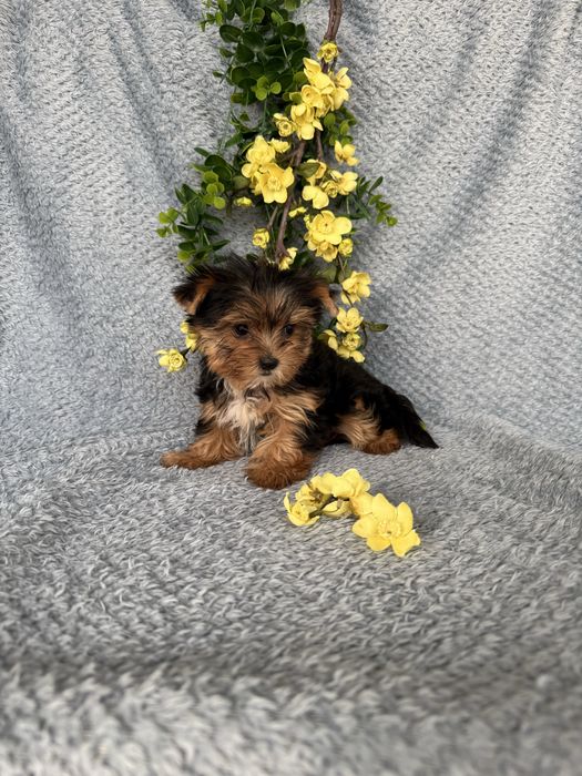 Estupendo mini mini Yorkshire Terrier de Qualidade