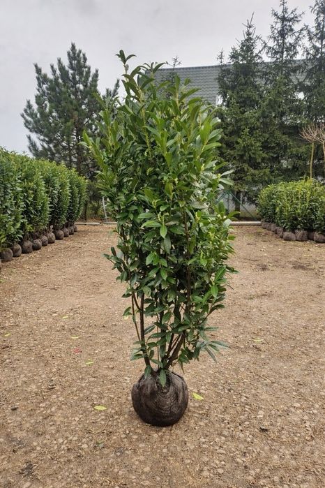 Laurowiśnia Genolia 160- 170+, 180 - 200 cm