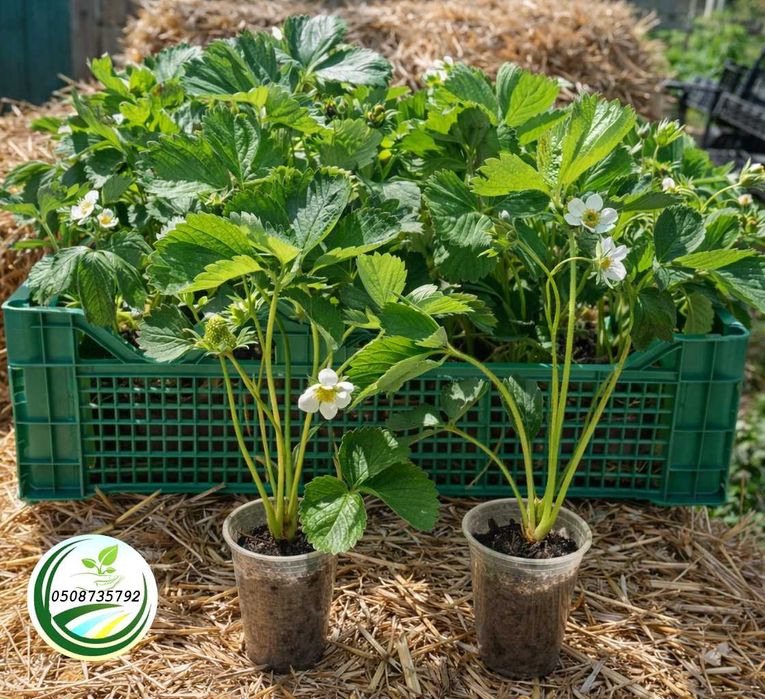 Полуниця на підвіконні Homemade, в горшках і кашпо, родить цілий рік