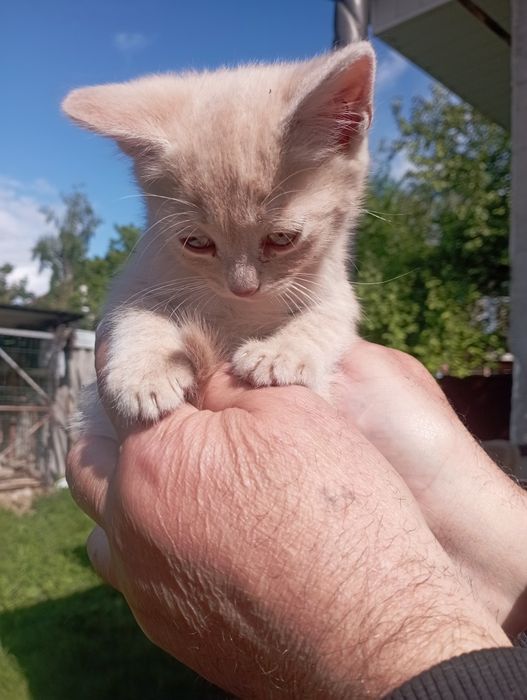 Котята в добрі руки