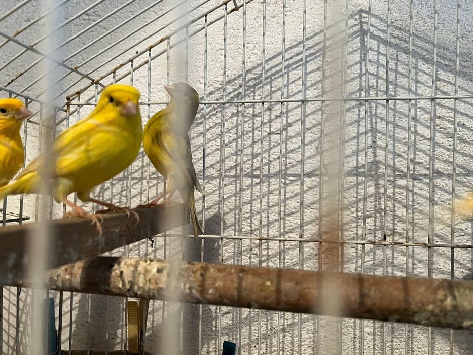 Canaries for sale