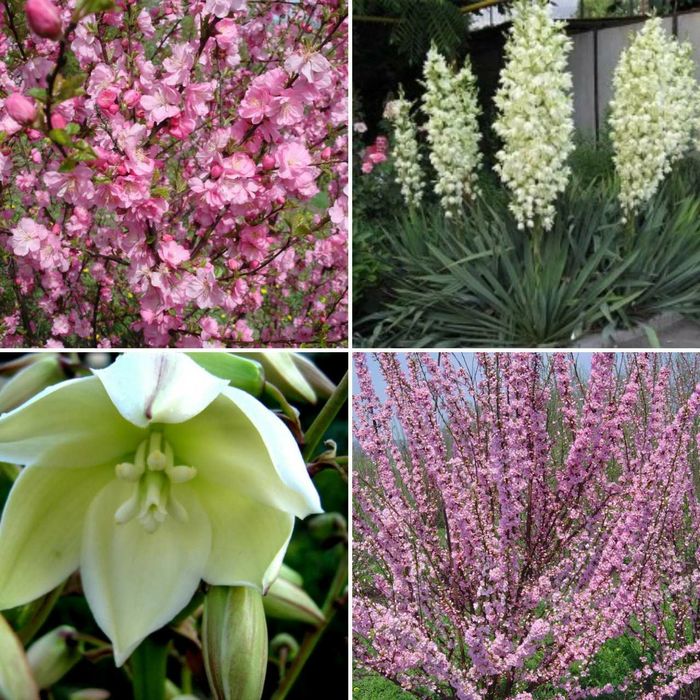 Юкка нитчатая вечнозеленая,Луизеания сакура кустовая