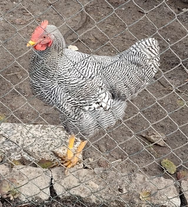 Vendo 1 galo com 7 meses Plymouth Rock Barrada