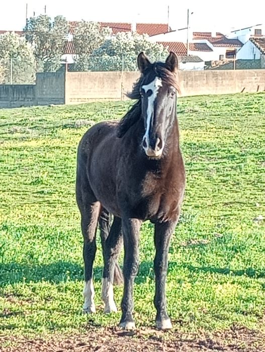 vendo égua 5 anos 165 de altura