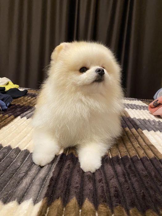 ВЯЗКА шпиц мини (не продажа)