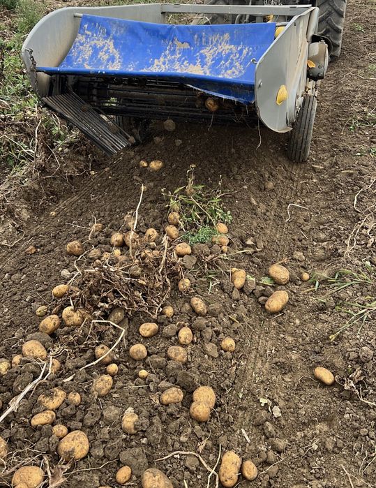 Sprzedam ziemniaki jadalne plus sadzeniaki