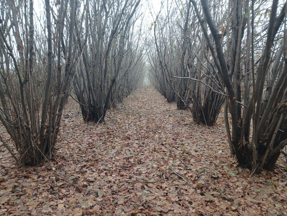 Drewno na opał leszczyny