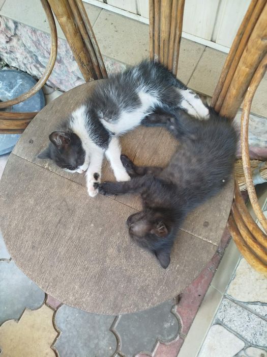 Кошенята в добрі руки