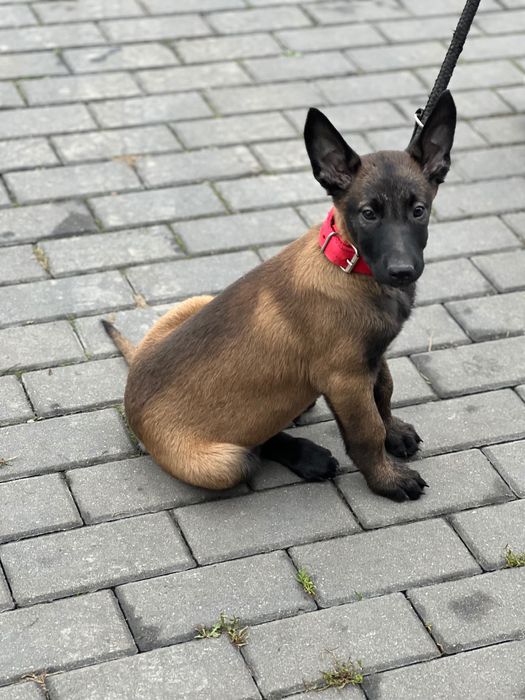 Owczarek belgijski szczeniak suczka