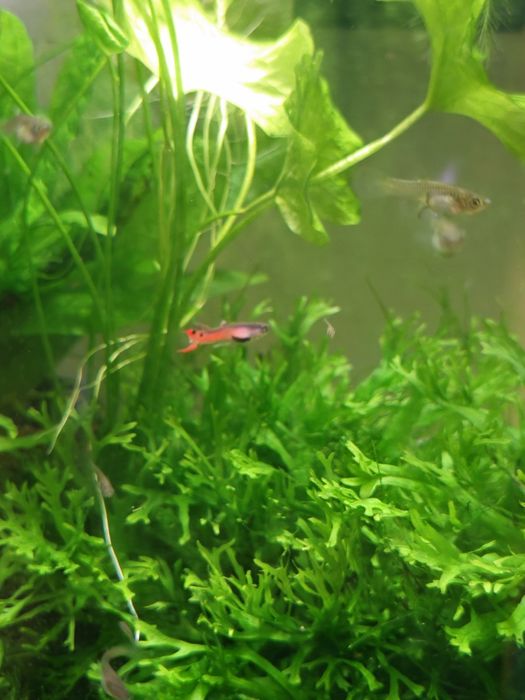 Guppy enlder vermelho