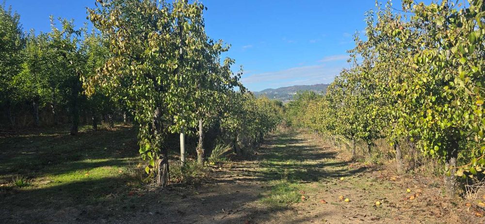 Vende-se Quinta de Santo Antonio