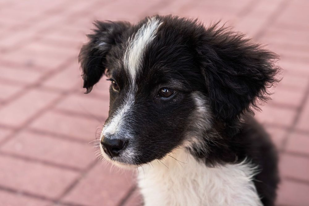 Cadelas bebés para adoção responsável