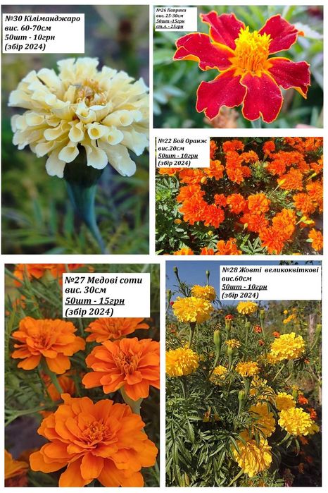 Насіння чорнобривців