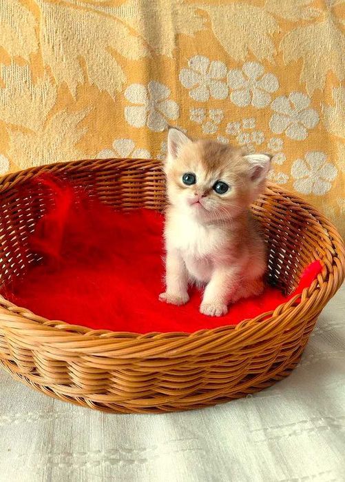 Шотландские котята (ЗОЛОТАЯ ШИНШИЛЛА)