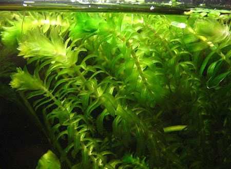 Растения аквариумные