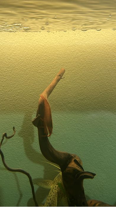 Aquario 150cm com equipamentos