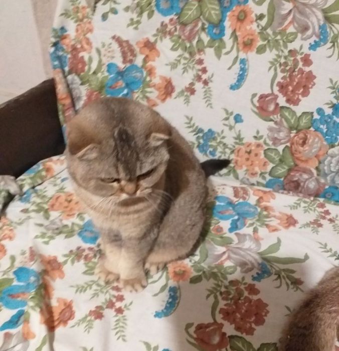 Золота шиншила доросла