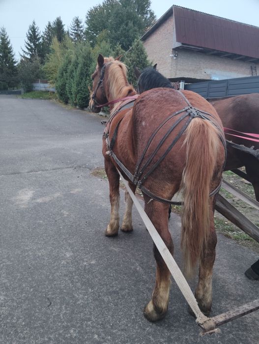 сільгосп тварини