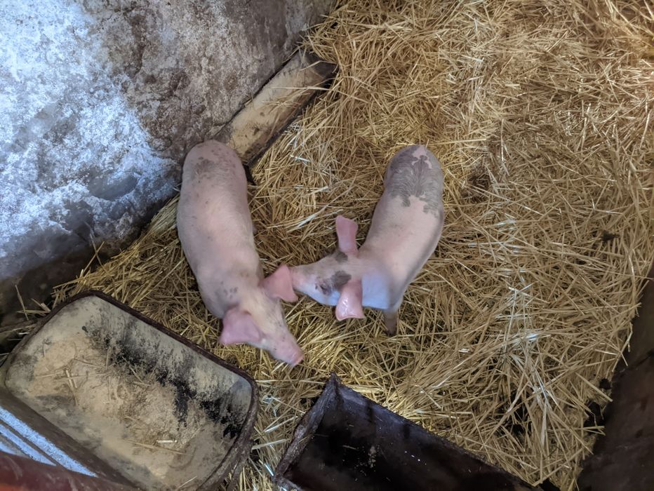 Поросята свині кабанці свинки